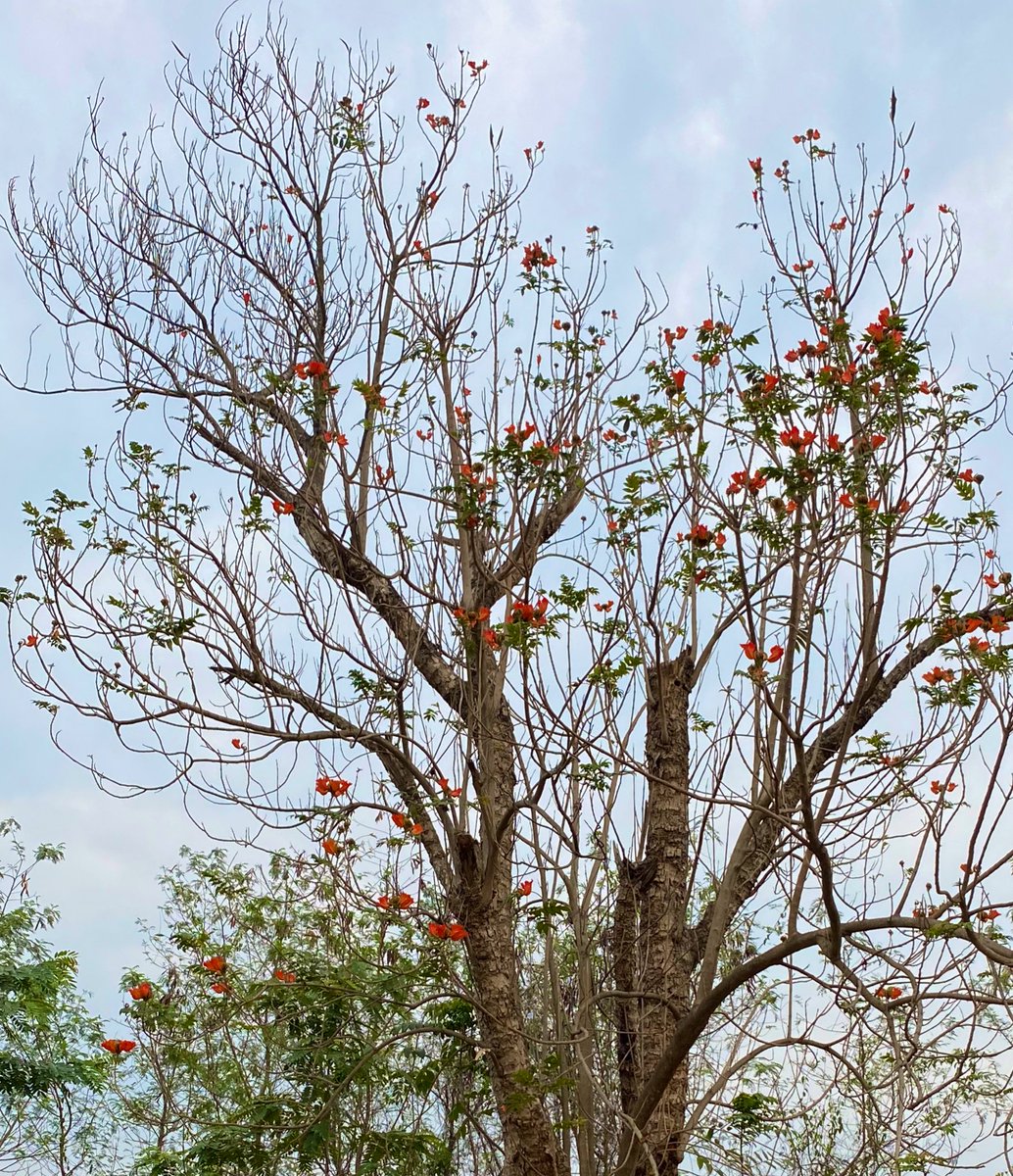 manas_muduli's tweet photo. Few more!! #RoadSideTrees 😍 https://t.co/5NsXgPDxwI