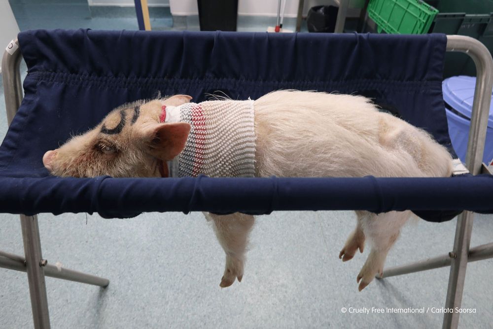 Ayer dudé en si poner esto aquí por la extrema crueldad. No he podido dormir. Lo pongo hoy. 

Investigación de Carlota Saorsa y <a href="/CrueltyFreeIntl/">Cruelty Free International</a> durante dos años descubre los abusos sufridos por los animales en el laboratorio Vivotecnia, en Madrid.

lavanguardia.com/natural/202104…