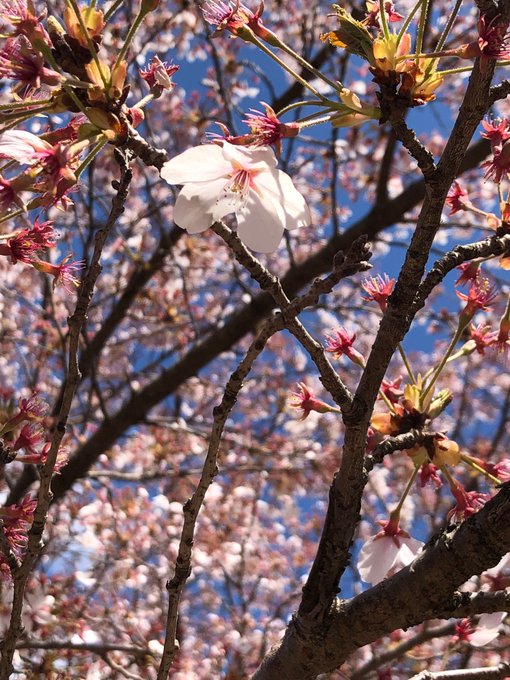 葉桜のtwitterイラスト検索結果