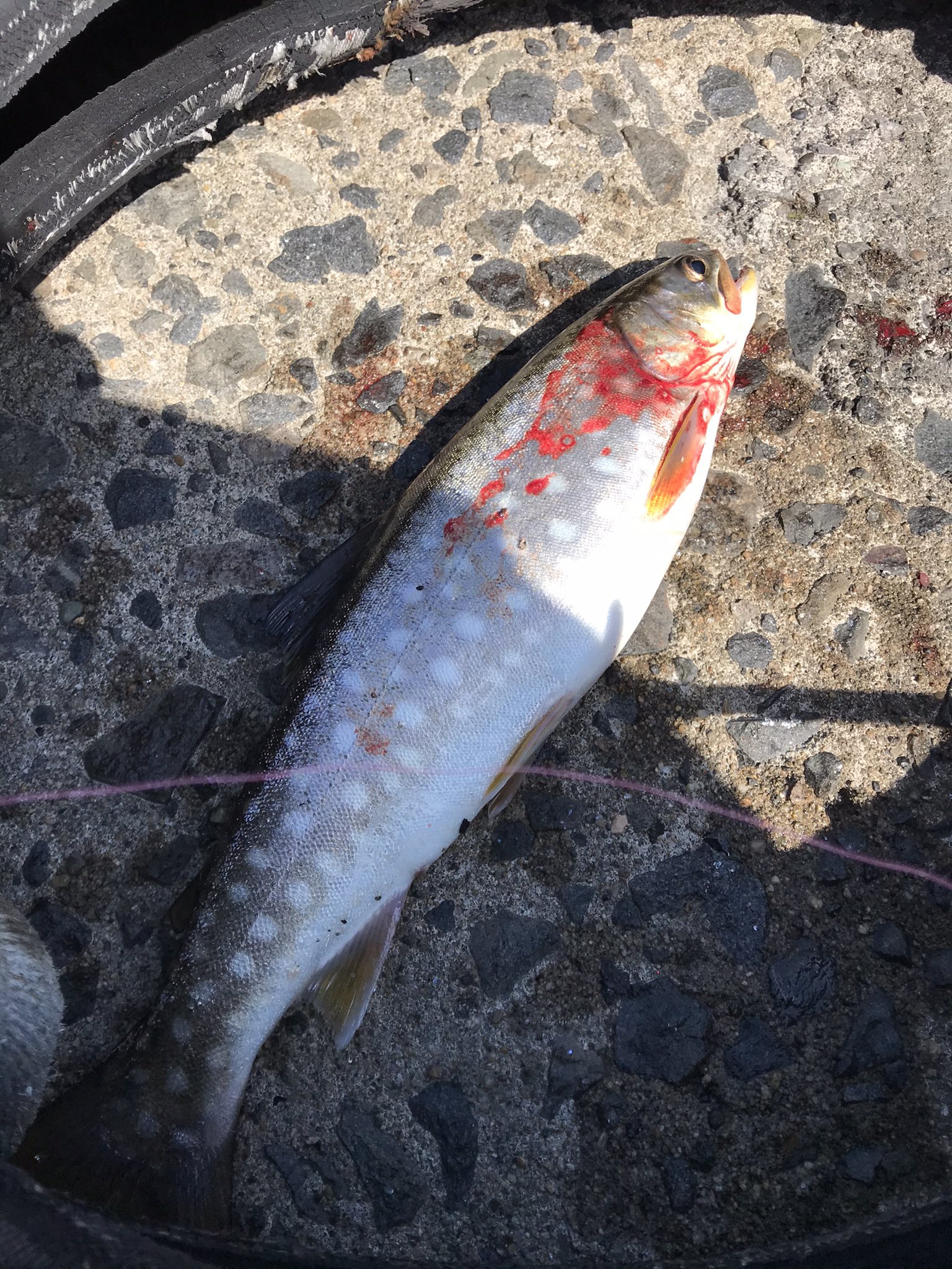 鶚 釣り 道東 北海道 港でのサイトフィッシング 訳分からん 30アップ数本と40アップのアメマス4本上げて切り上げた マジでキリがないので 漂うエビ食ってたので アジング用ジグヘッド0 5gのパワーフックにエギングロッドで対応 サイトなのでチェイスも