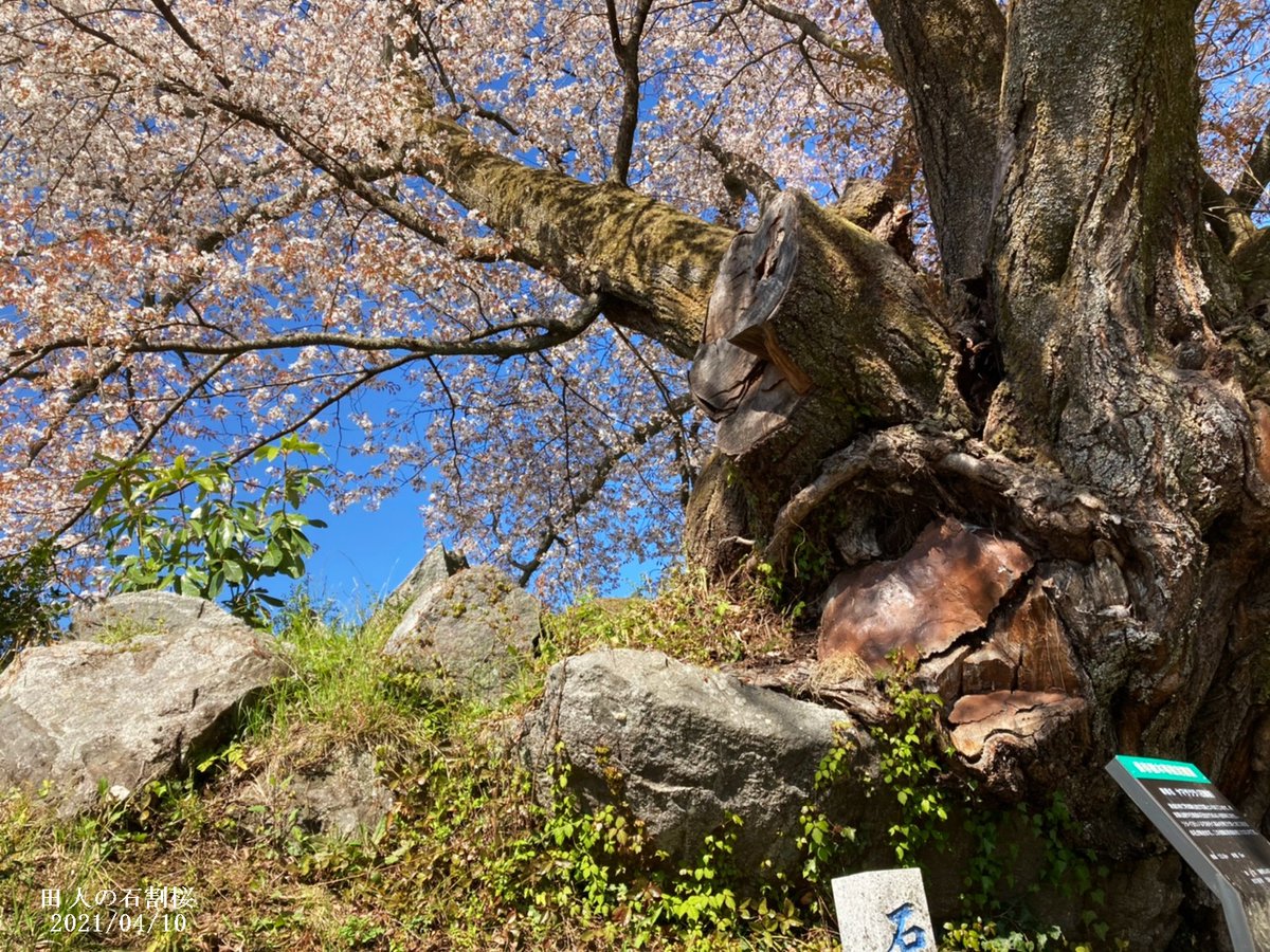 いわき市田人町にある、御影石を割ってたくましく成長するヤマザクラ、「田人の石割桜」が満開となっております。画像は本日様子です... | いわき市総合観光案内所