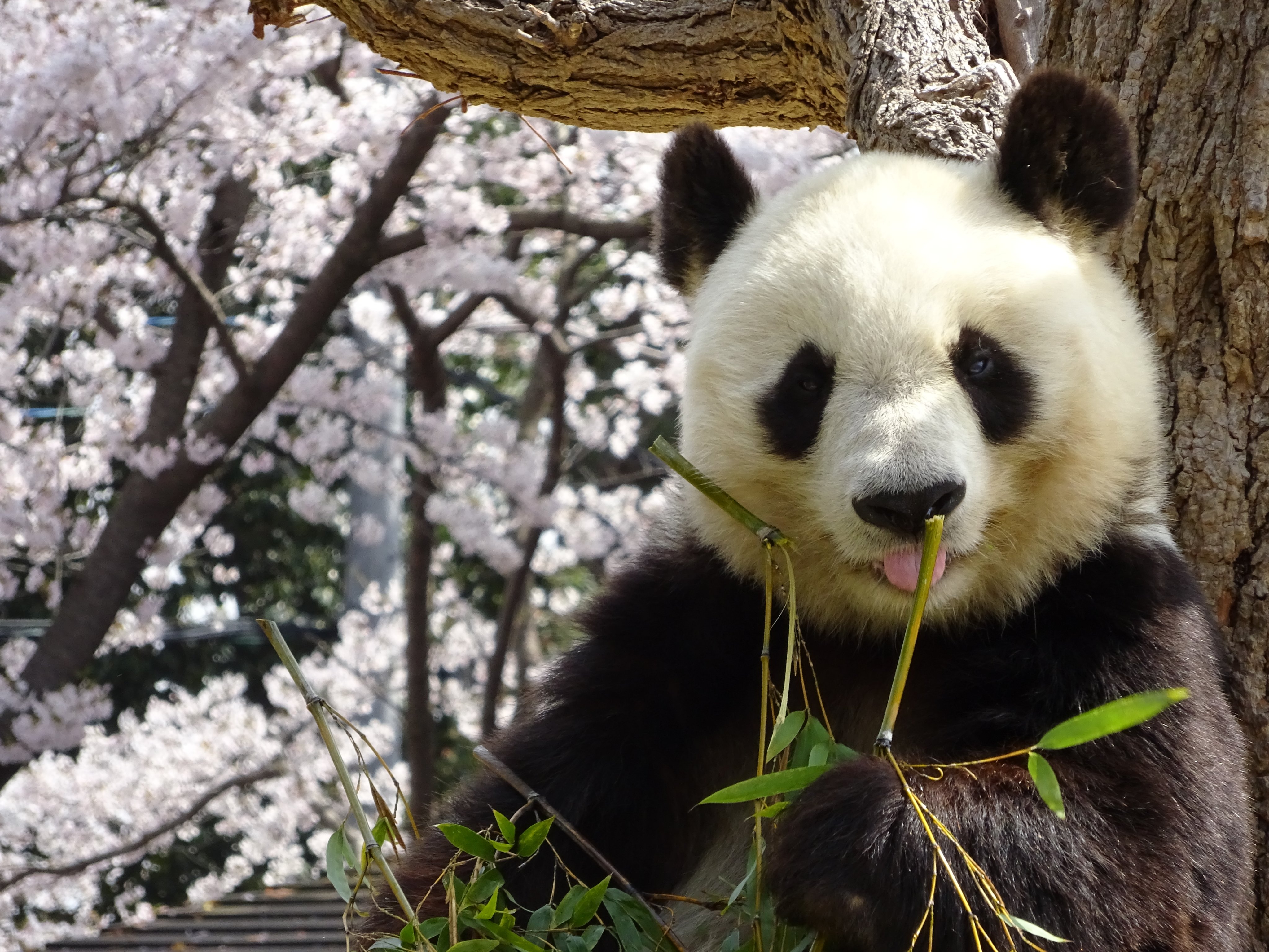 CATEGORY 王子動物園関連グッズ | 神戸新聞オンラインショップ