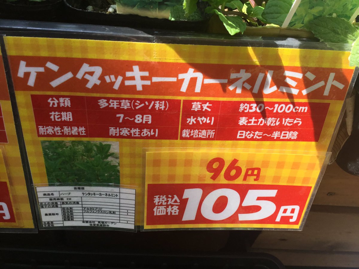 ケンタッキーカーネルミント ケンタッキーカーネルミント