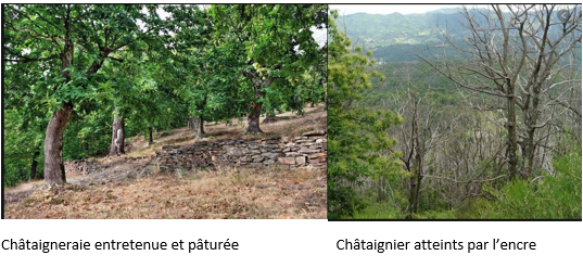 Là où, autrefois, perdrix rouges, lapins de garennes, rapaces, tourterelles, trouvaient un milieu favorable constitué d’une mosaïque de parcelles cultivées de petite taille ces espèces ont, aujourd’hui pratiquement disparues. 6/12