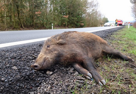 Même sans agriculture et donc de dégâts indemnisables les problèmes liés à cette très forte densité de sangliers (15 à 20 animaux prélevés aux 100 ha) deviennent difficilement supportables (collisions, dégâts dans les jardins, intrusions régulières dans les villages, …). 10/12