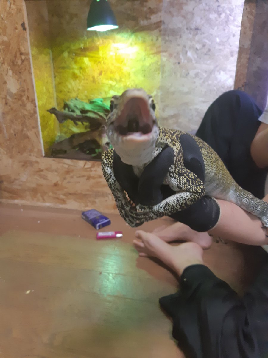 Rexy Twitter Rexy (@Rexy0912) | Twitter