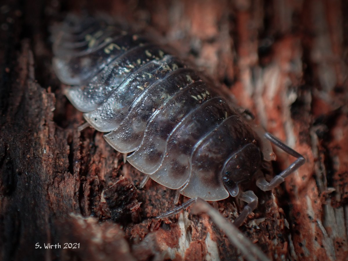 wirthstef's tweet photo. #macro #photography of #isopod #Oniscus #asellus under #bark of #deadwood in #park #Rehberge #Berlin March/April 2021 Copyrights #Stefan #F #Wirth https://t.co/28ulxffnf2