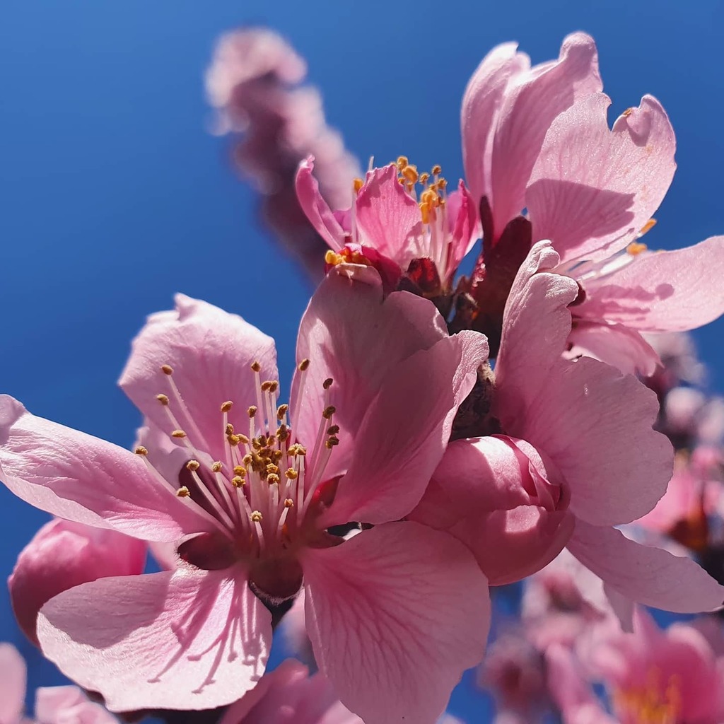 flyingtrav's tweet photo. #spring #bloom #beautiful #flowers 💕 https://t.co/lg0rBL1Eew https://t.co/IJkBP9AihZ