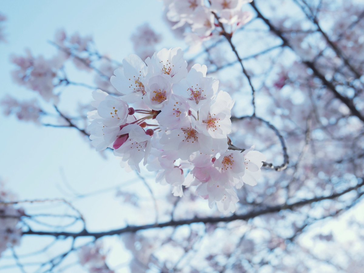 cherry blossoms no humans tree sky blue sky outdoors scenery  illustration images