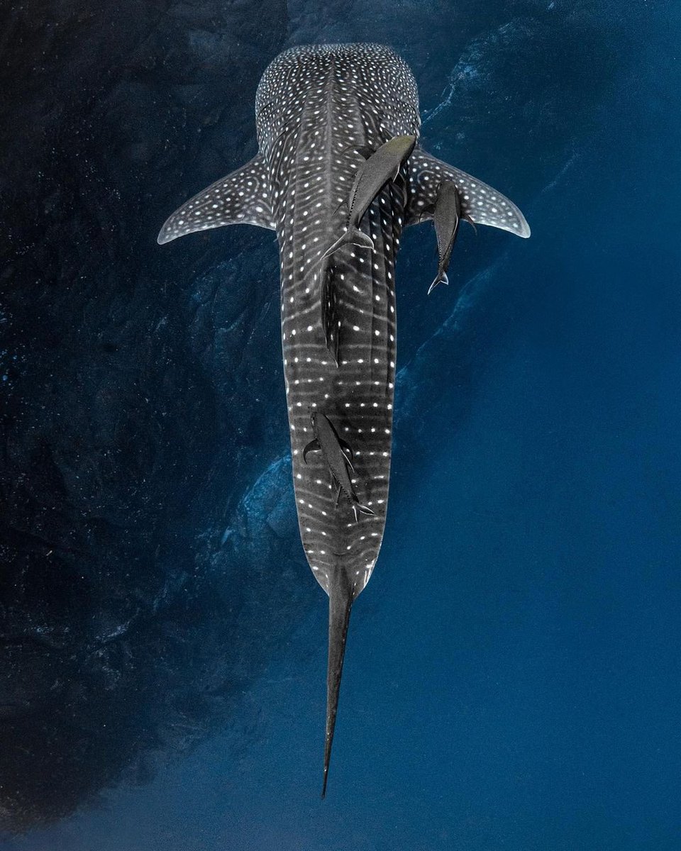 The Great Wall.

•species: Rhincodon typus
•📸 by instagram.com/mirrorlessmatt/