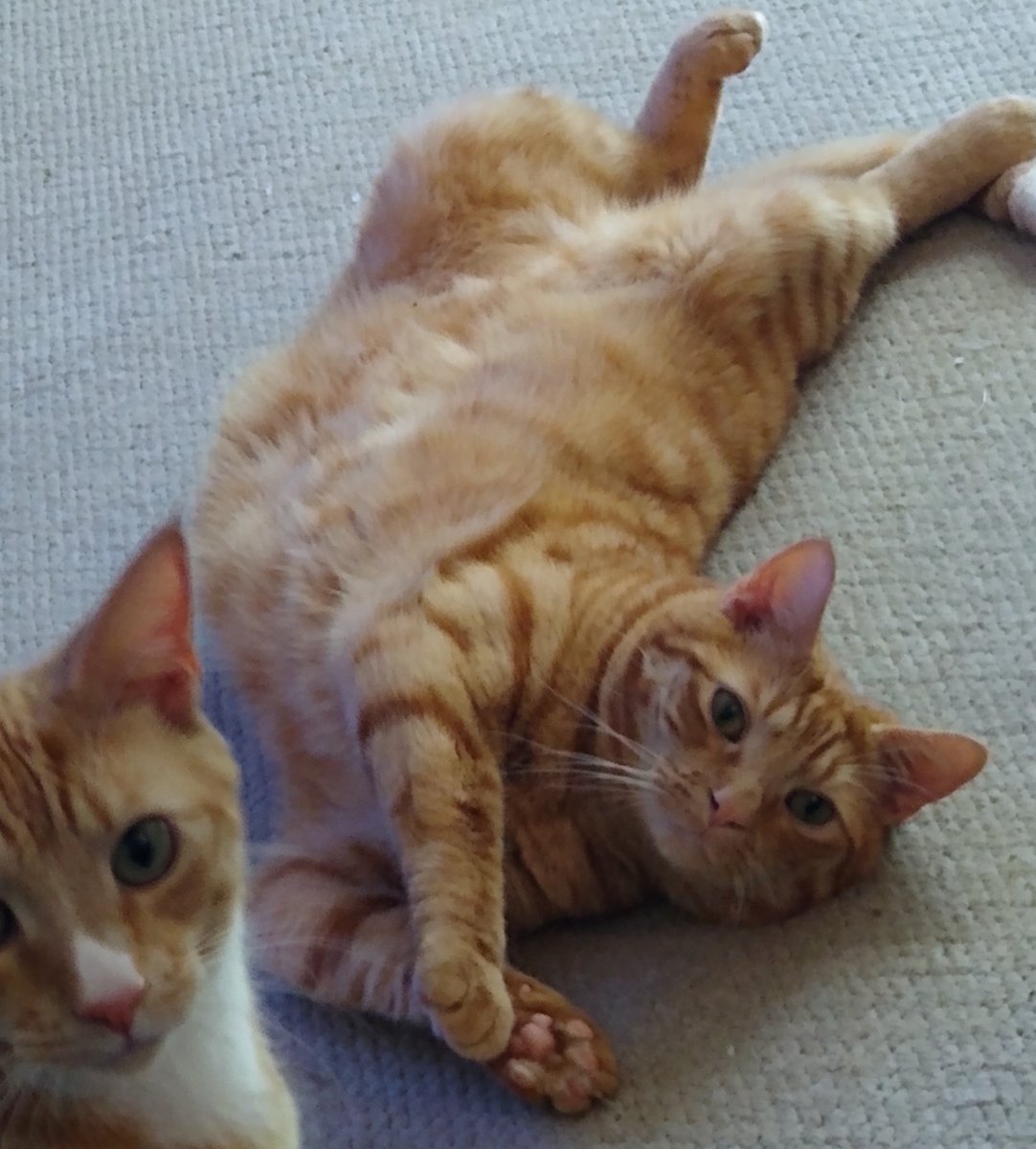 CedricHamish's tweet photo. @RustyRyderGingy Good to meet you both. Love Cedric and Hamish.🐈🐈 https://t.co/6EC1UnBFMu