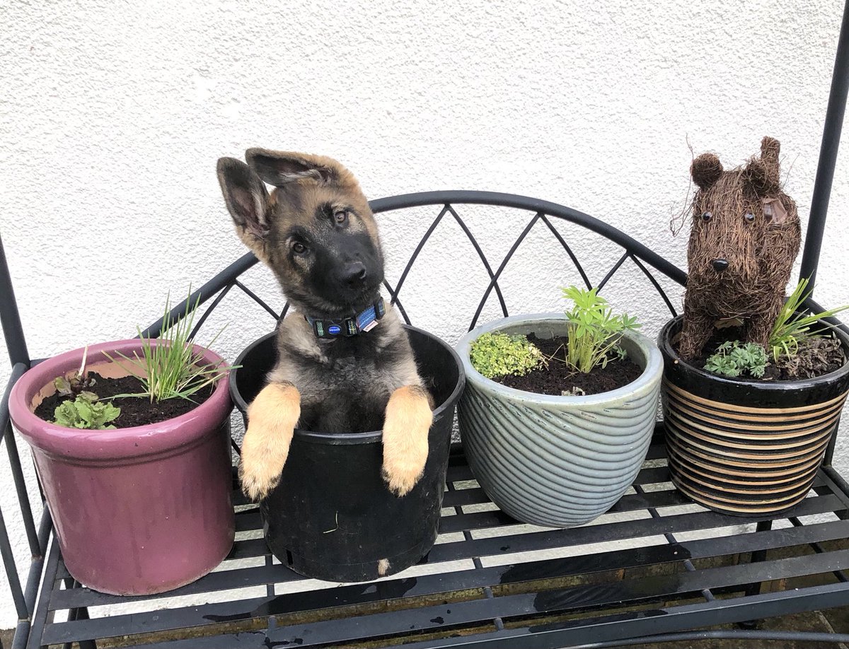 DC_PoliceDogs's tweet image. TPD Goose is always getting told off for stealing straw dog off his plant pot and so today she decided to join him. She is one chilled lady for one so energetic.