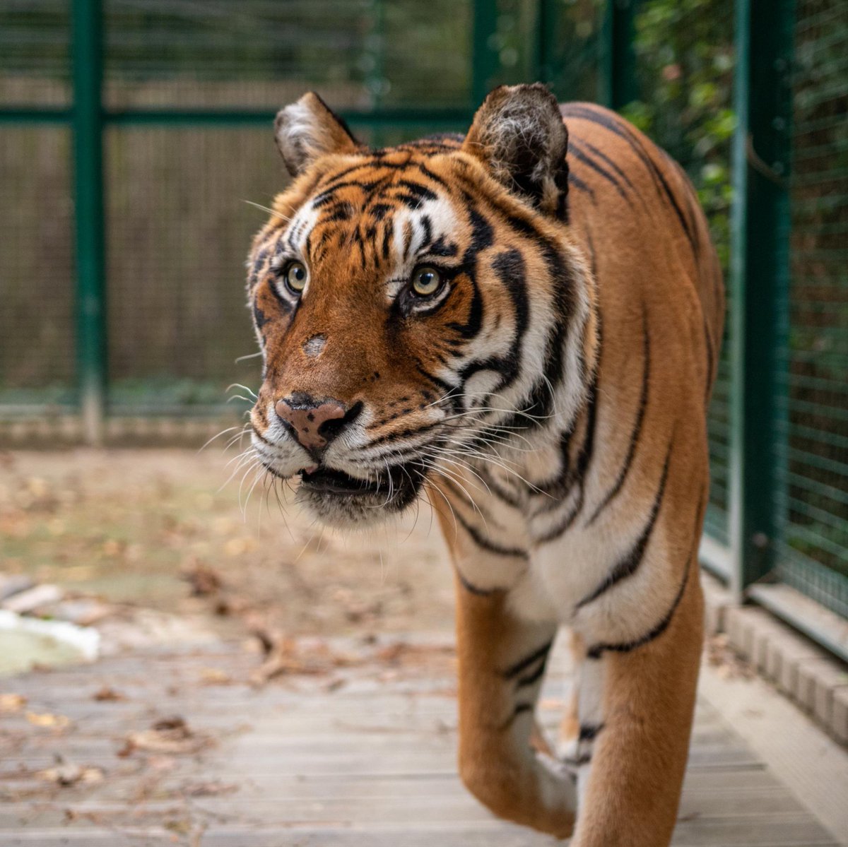 Born Free Foundation tweet media