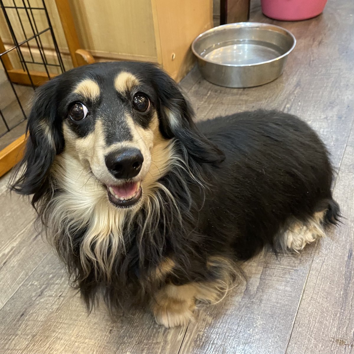 ﾐﾆﾁｭｱﾀﾞｯｸｽﾌﾝﾄﾞ