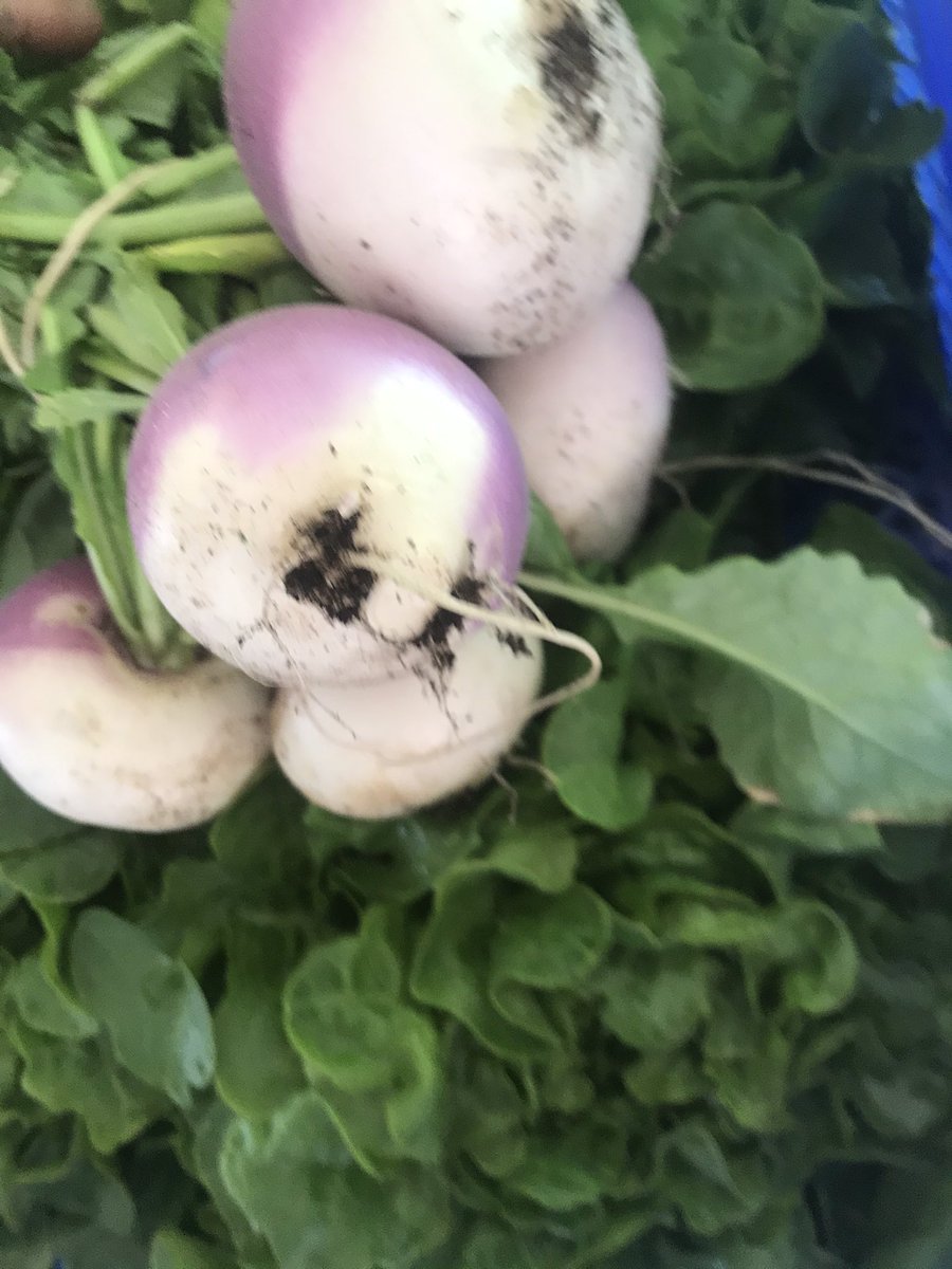 AudePocchiola's tweet image. Petits navets, salades vertes, épinards et premières asperges, de quoi offrir un peu de bonheur aux amateurs de nos produits frais et locaux #venteàlaferme #produitslocaux #ventedirecte #légumesdesaison