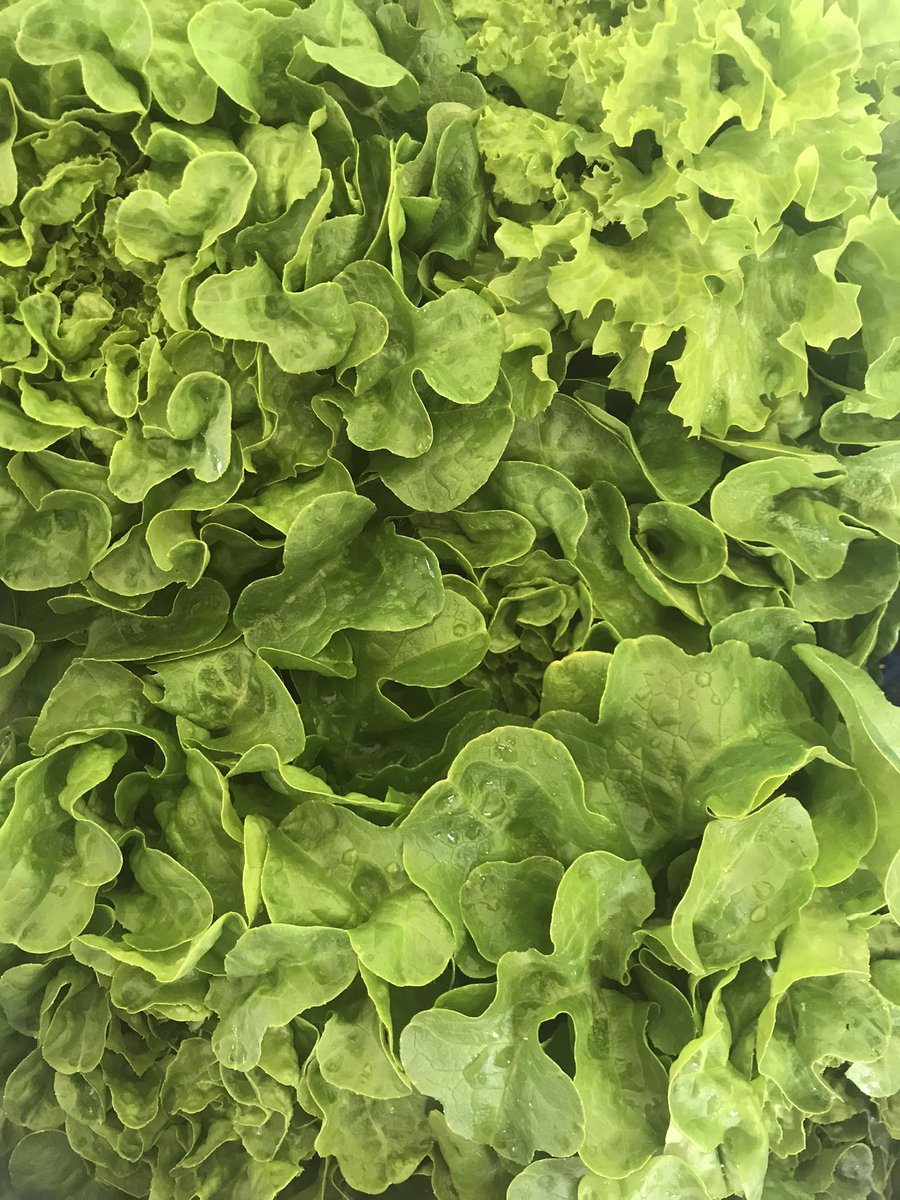 AudePocchiola's tweet image. Petits navets, salades vertes, épinards et premières asperges, de quoi offrir un peu de bonheur aux amateurs de nos produits frais et locaux #venteàlaferme #produitslocaux #ventedirecte #légumesdesaison