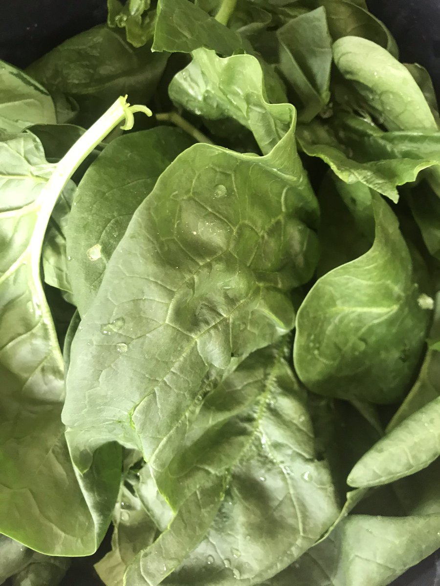 AudePocchiola's tweet image. Petits navets, salades vertes, épinards et premières asperges, de quoi offrir un peu de bonheur aux amateurs de nos produits frais et locaux #venteàlaferme #produitslocaux #ventedirecte #légumesdesaison