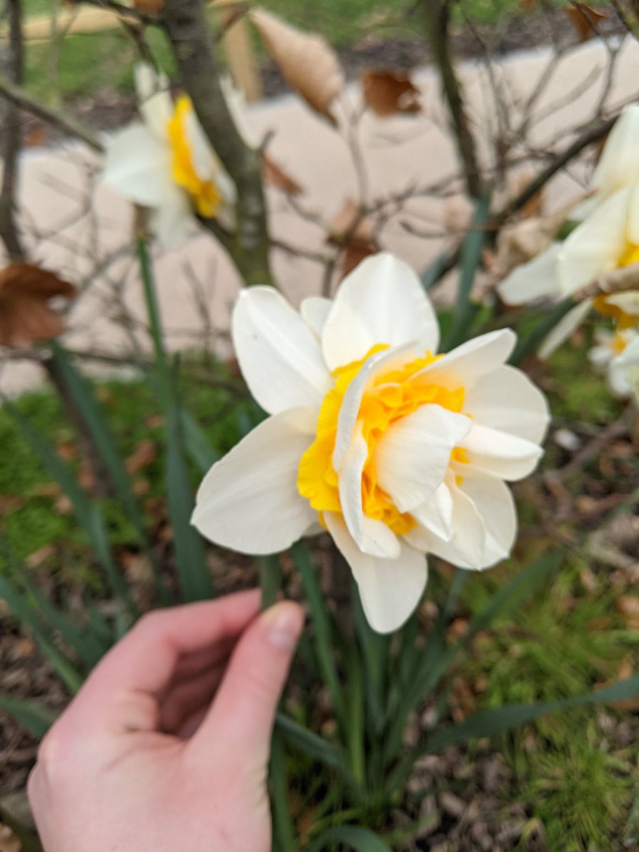 PACKEDshop's tweet photo. Saw these beautiful yet strange daffodils yesterday! So unique!
Stay yourself, you may not feel like you fit in but there will always be someome who thinks you are beautiful and worthy 💖 https://t.co/tbPMPbwpqN