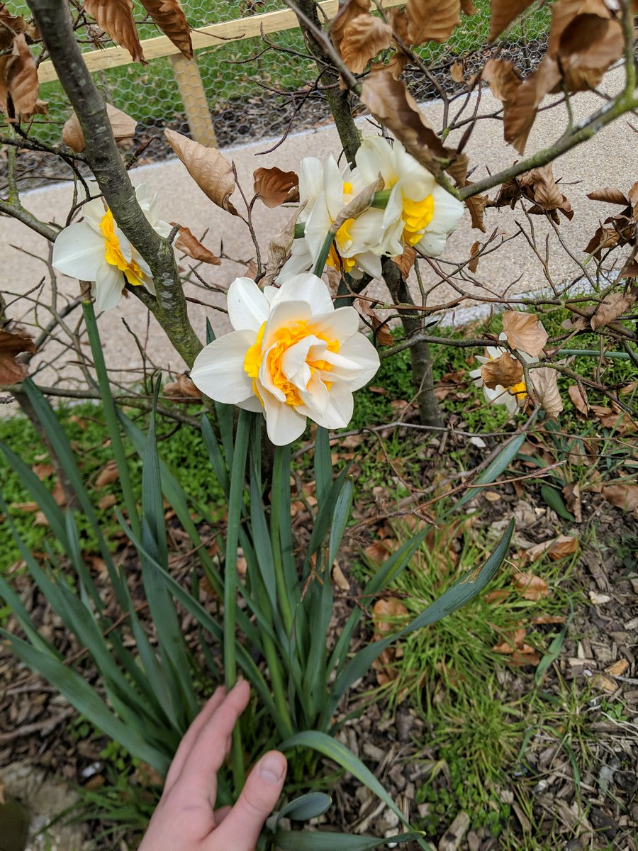 PACKEDshop's tweet photo. Saw these beautiful yet strange daffodils yesterday! So unique!
Stay yourself, you may not feel like you fit in but there will always be someome who thinks you are beautiful and worthy 💖 https://t.co/tbPMPbwpqN