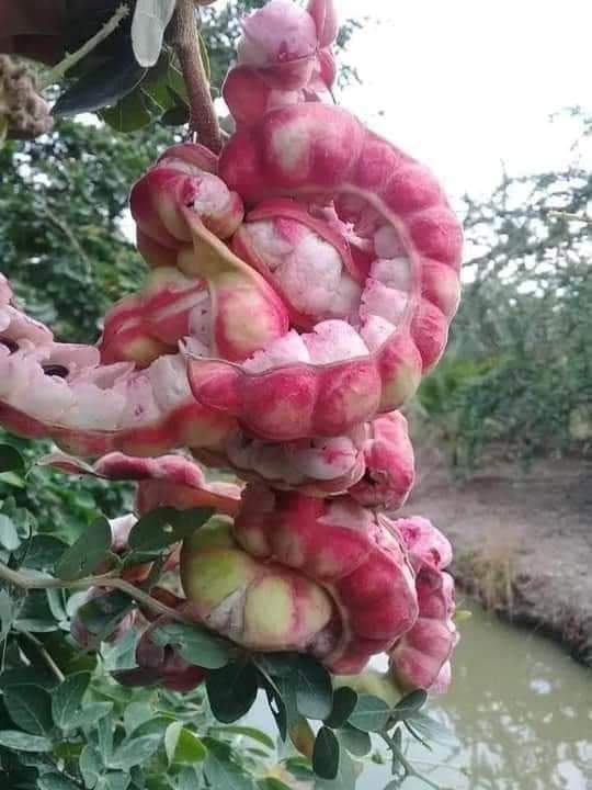 dilipsingh_db's tweet image. कोई बता सकता है ..ये👇क्या है??😊