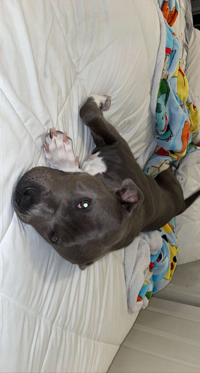 doobiiyougoonie's tweet photo. I walk into my room &amp; I see my sister‘s dog on my white comforter. 🥰🤦‍♀️ ahah yep those are paws you see you there. https://t.co/4gxMMxCqhz