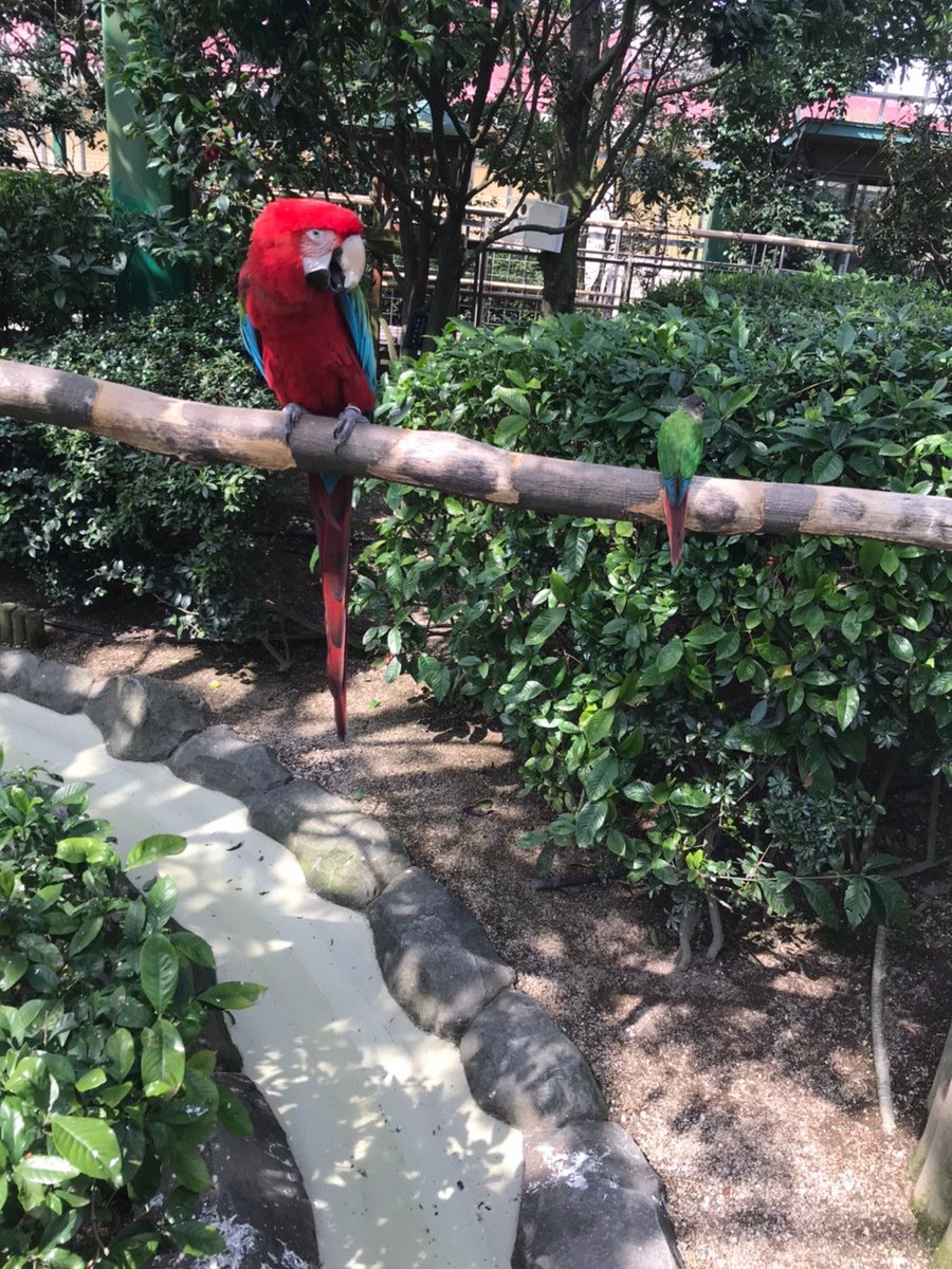 houkagotk's tweet photo. 今日はバードハウスに行ってきました。
事業所から車で10分の所にあって色々な鳥が飛んでます(笑)またこれが懐っこくてほとんどの鳥がしゃべります🙇♂️💦最後にフクロウの餌やりがありまして弱肉強食の話や命の尊さを学ぶことができました☺️
※撮影許可を得てます
#assuran https://t.co/PMHZqopVVw