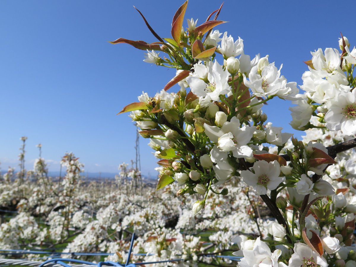 Kazahaya V Twitter 梨の花 綺麗ですね 癒されます これから 色んな花が咲きそうで 楽しみな季節です
