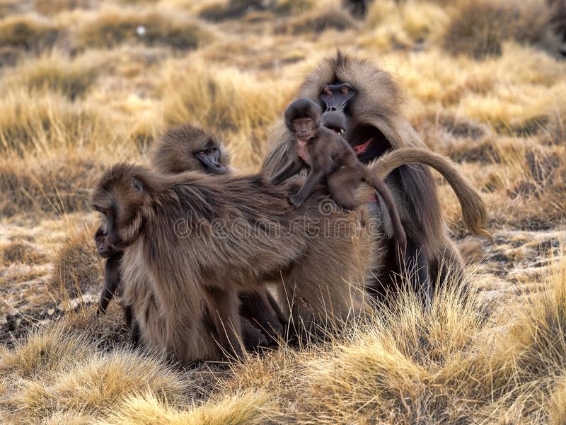 Gelada baboons in Ethiopia; credit: Vladislav Jirousek, Dreamstime.