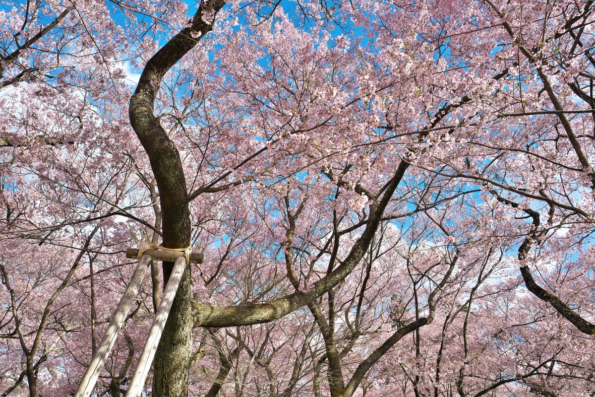 3150taka88's tweet photo. 21/04/07@高遠城址公園たか散歩①
#高遠城址公園
#高遠桜
#コヒガンザクラ
#SONY
#α99(1.2)
#CarlZeiss
#Vario_Sonnar 24-70F2.8 ZA SSM (1)
#MINOLTA
#AF50mmMacro F3.5(2)
#LeicaQ(3)
#Type116
#Canon
#EOS6DMark2(4)
#EF70_200F2.8L IS USM(4) https://t.co/faDlkdt92T