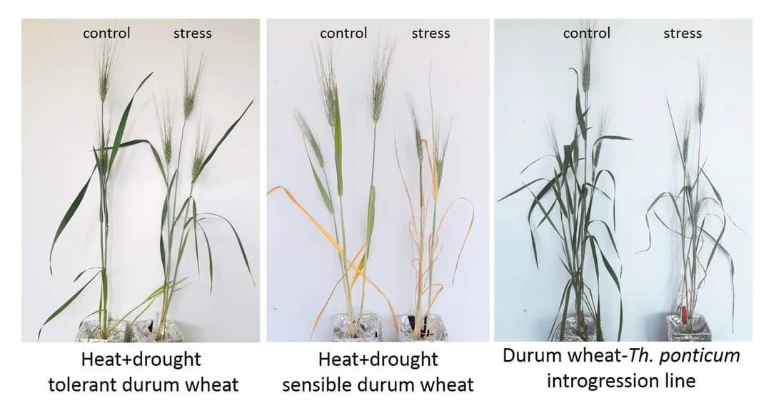 ImpresaProject's tweet photo. Heat+drought stress experiment. Viterbo - #Italy #impresaproject #wheat #experiment #unitus #viterbo #unitusdafne @unitusviterbo https://t.co/Hjvidke8oC