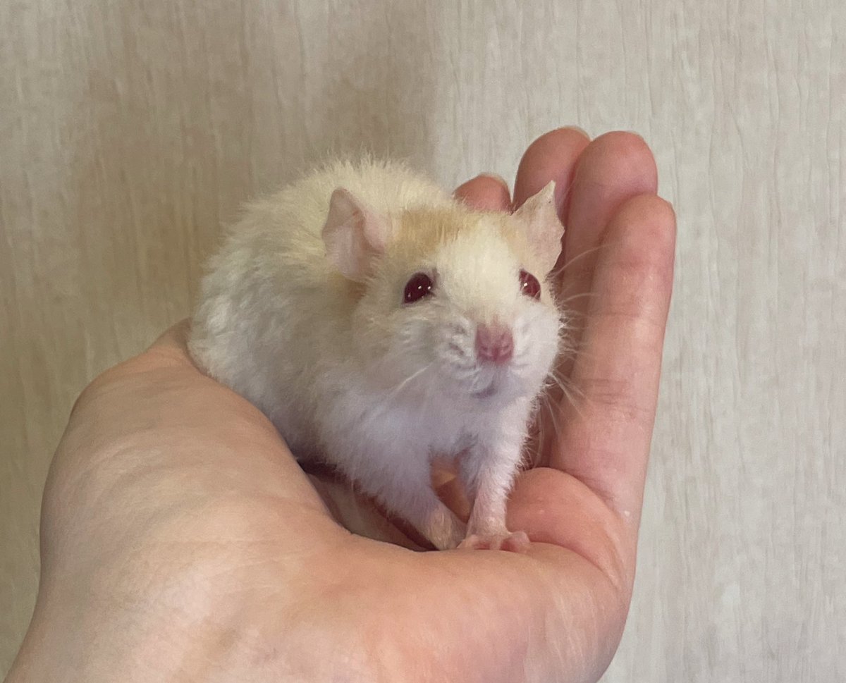 TEA Icarus.
Cinnamon Champagne Blaze Capped Velveteen dwarf buck 🧡