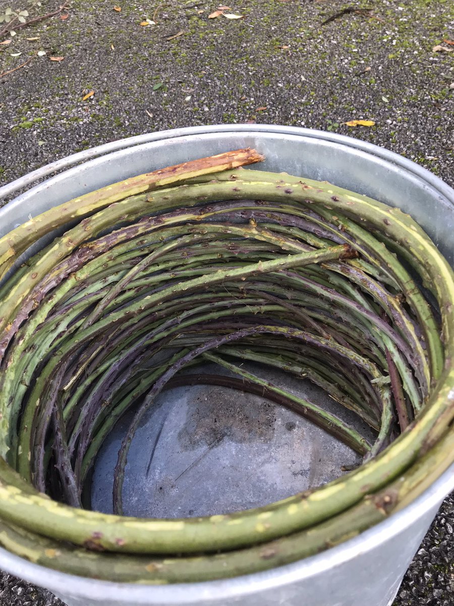 ZOOH MICRO-GALLERY tweet media