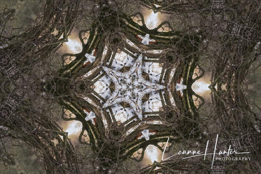 Good morning Twitterland. I have been taking elements of #nature from my images &amp; forming #abstract images with them. Very different for me but I love the outcome. Hope you have a lovely day. :) More here: leannehunter.co.uk/abstract-images 

#art #wildart #design #graphics #photo #pattern