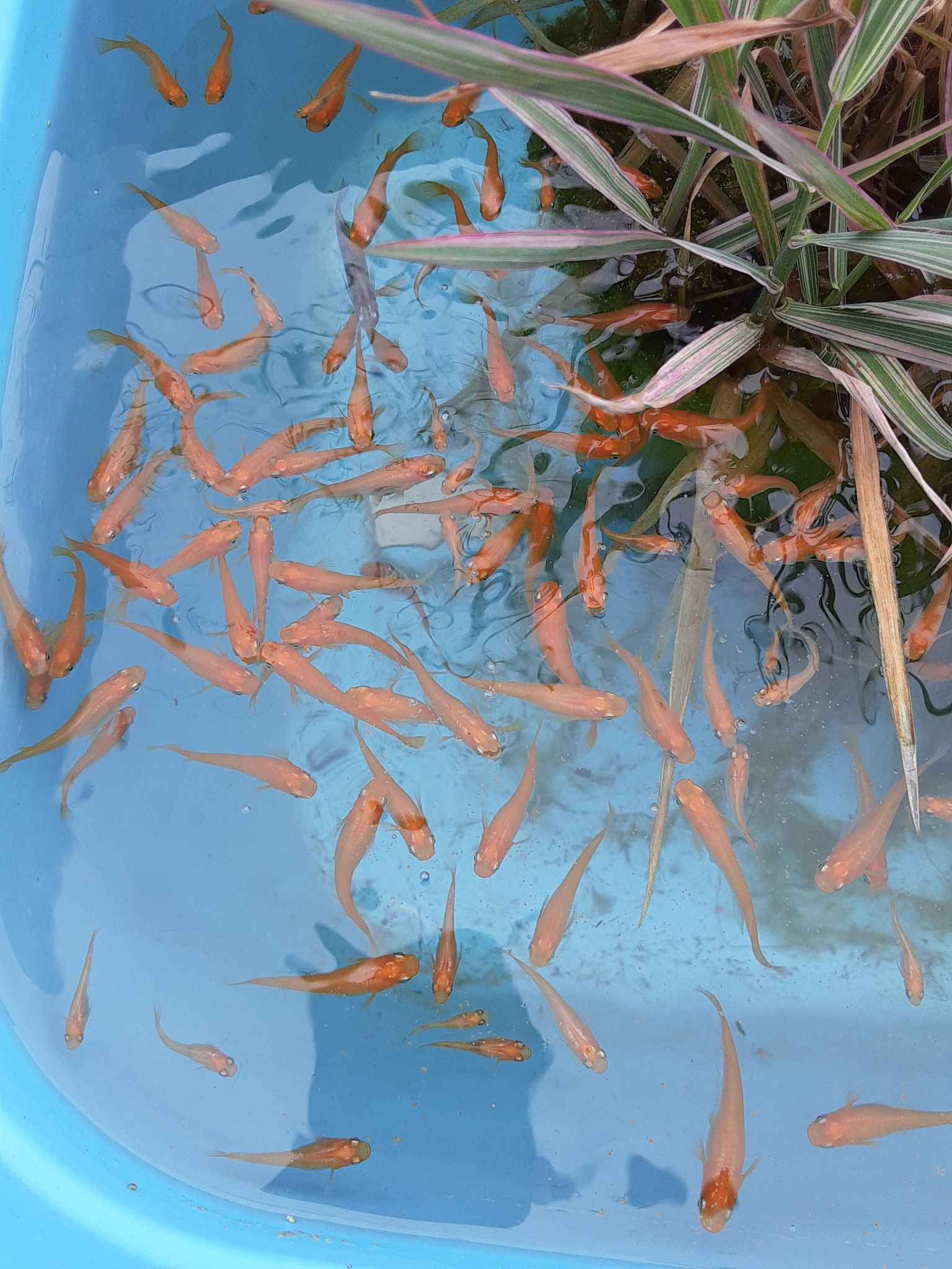 菊丸 外飼育のメダカ 去年はビオトープっぽく上手くいってたらしく 1回も水換えせずに冬越しもできた 水槽を日向に出したら藻が大繁殖して水もドブ臭くなったので新しい容器に移し替え 赤玉土入ってないし 定期的な水換え必要になるのかな しかし3匹