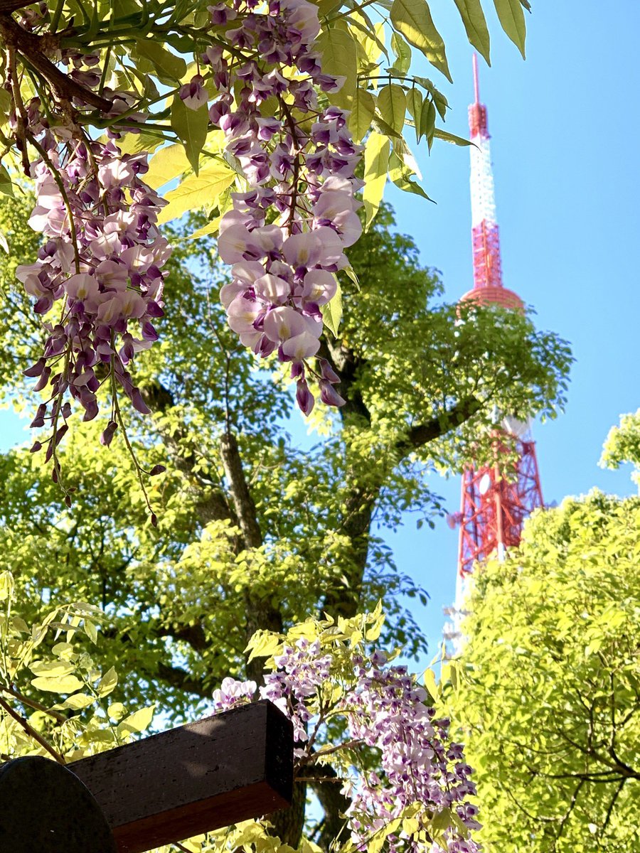 気持ち良いお天気なのでお散歩に🗼🚶‍♂️

東京タワー🗼と藤の花も見られました☺️
