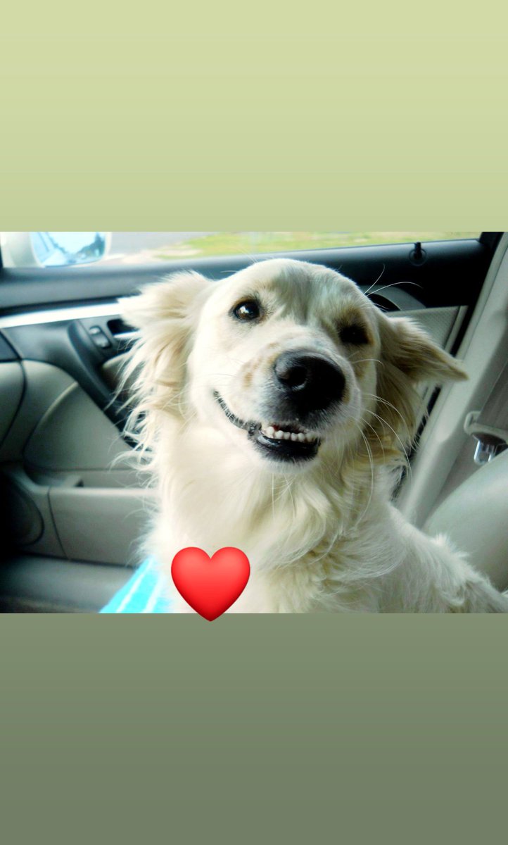 WWCSRD's tweet photo. Happy Adoption day to this little guy! Best friend for 8 years nowβ€ He was so happy to be rescued from the shelter. #Hachi #HesMyBestFriend #HesSmiling #Furbaby https://t.co/SApltoM8kU