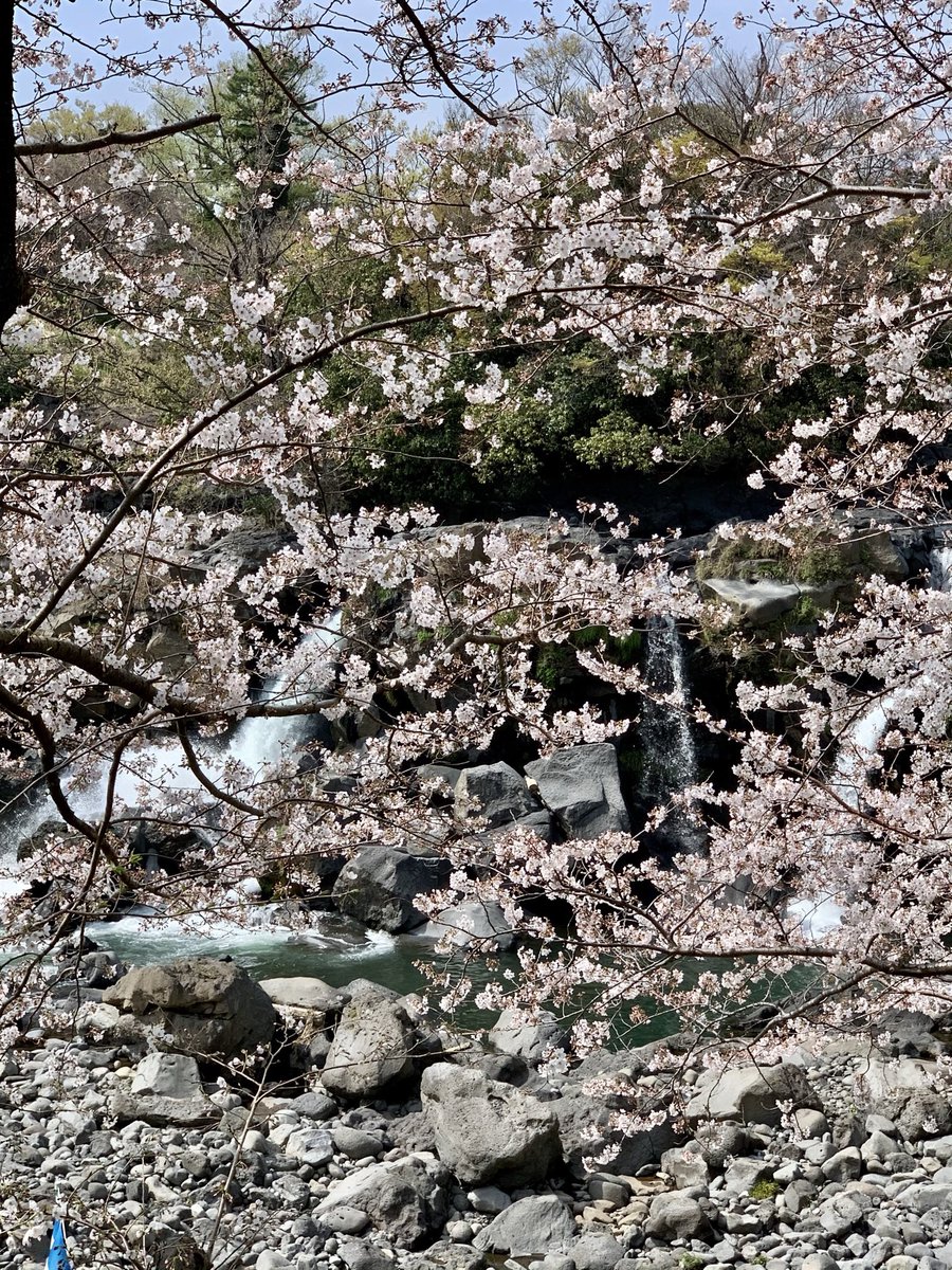 SPerplesky's tweet photo. I went to see Ayutsubo falls which were created by lava flow of Fuji volcano,last week. Here is one of the Unesco Global Geopark. These were beautiful collaboration with cherry blossoms and Mt.Fuji. #鮎壺の滝 #falls #mtfuji #unesco #globalgeopark #cherryblossoms #niceviews #japan https://t.co/OXomfezb7B