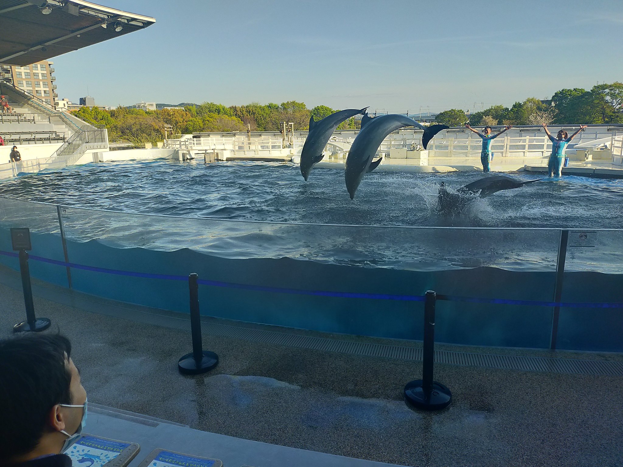 ヒデリン 京都水族館に初めて来ました 大人になってからイルカショーを観るとイルカもサラリーマンなんだと思いました 京都水族館 イルカショー T Co Jdhro9vpiw Twitter