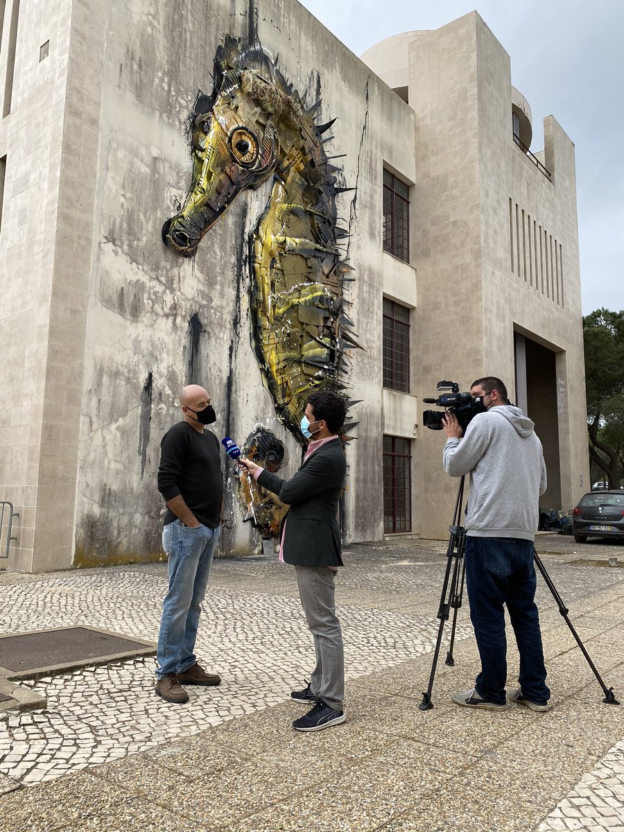 r2c2_ccmar's tweet photo. Seahorses as ambassadors and flagship species to promote environmental awereness and education https://t.co/ykjSYvFKh4