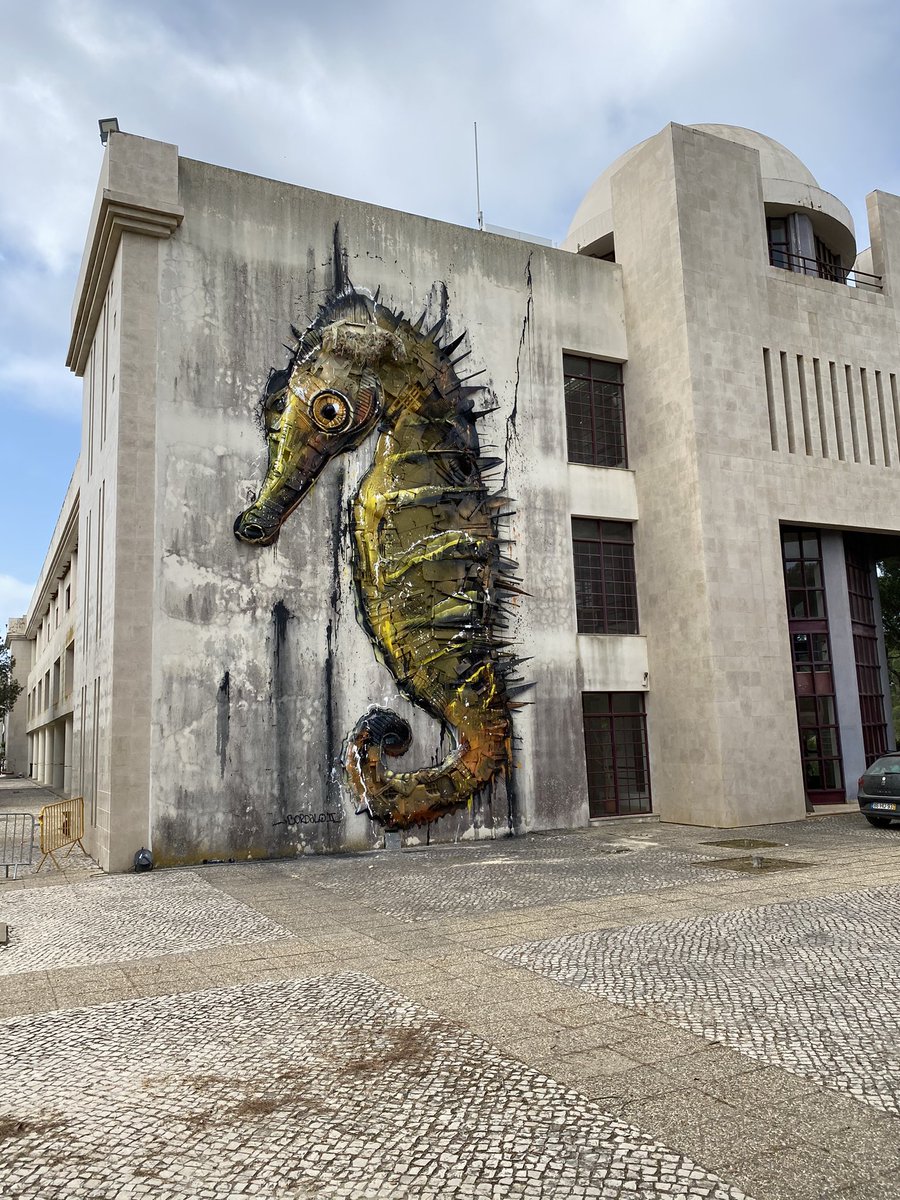 r2c2_ccmar's tweet photo. Seahorses as ambassadors and flagship species to promote environmental awereness and education https://t.co/ykjSYvFKh4