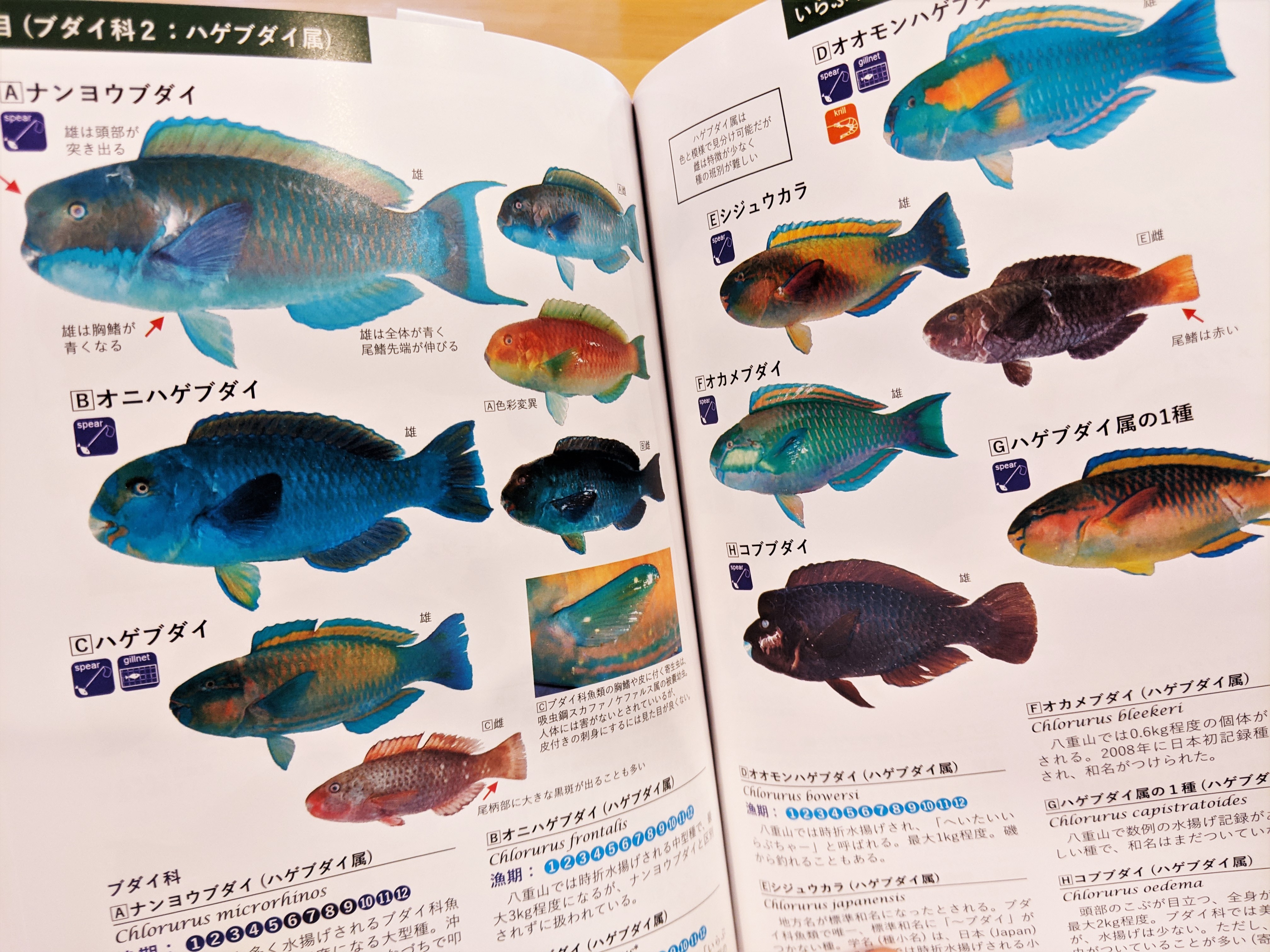 くじらブックス Zou Cafe 最後は春の売れ筋沖縄本 新入荷 下瀬環 沖縄さかな図鑑 沖縄タイムス社 沖縄 県内で食用に漁獲される主要な水産物 734種を掲載 沿岸魚類の生活史研究に関わった著者が 市場や店で役立つよう作った実用書 豊富な写真を