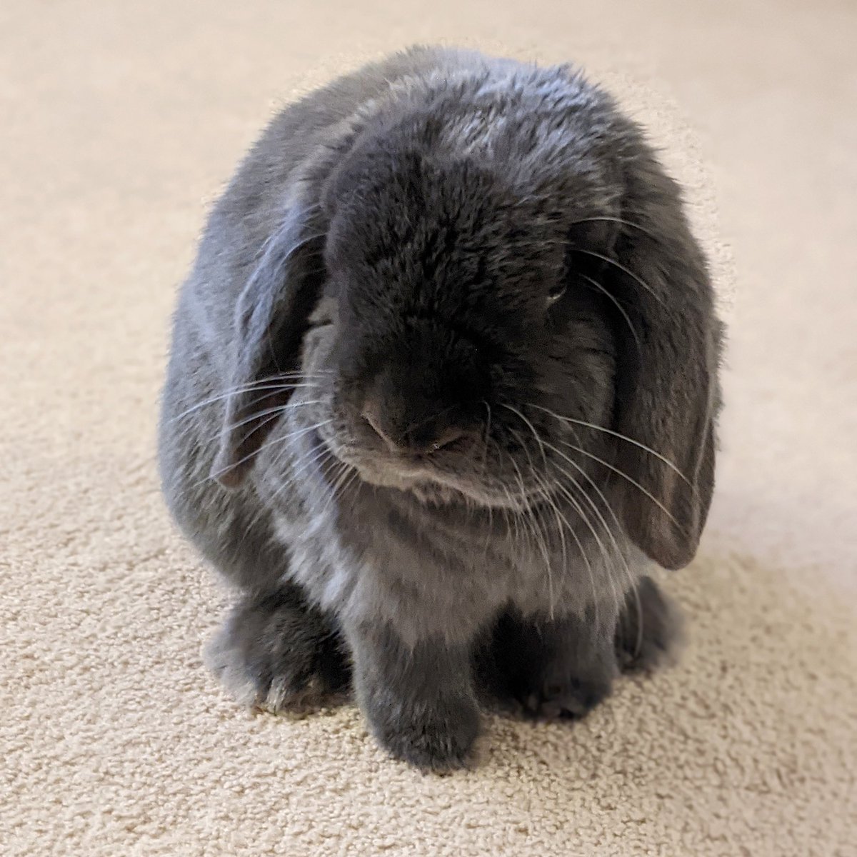 LinusTheBun's tweet photo. eeyore vibes 💙 https://t.co/76bIdUmEJX