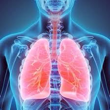 nhsggcrhcphysio's tweet photo. #FunFact What do lungs and tennis courts have in common? Their size! It seems impossible BUT if the lungs were laid out flat they would cover the size of a tennis court! 🫁 🎾#respiratoryphysio #lungs #Paediatrics #RespIsBest #breathingpatterns #inhale #exhale #RespiratorySystem https://t.co/XkYAbJ0eZh