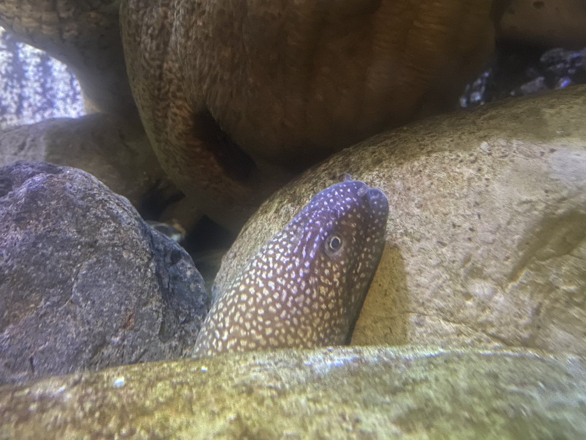 ট ইট র 和歌山県立自然博物館 ウツボ水槽に少し前に仲間入りしたミゾレウツボ シャイな性格らしく なかなか姿が見えませんでしたが 今日ひょっこり顔を出してくれていました 隠れキャラ的な存在ですが 探してみてくださいね かじ