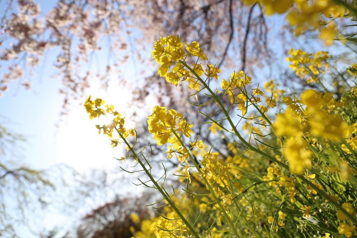 tym_zoo's tweet photo. ぽかぽか 春が やってきた
やさしい風が そよそよと
ちいさな お花に いいました
もう春ですよ 春ですよ https://t.co/DQk3kaIQV4