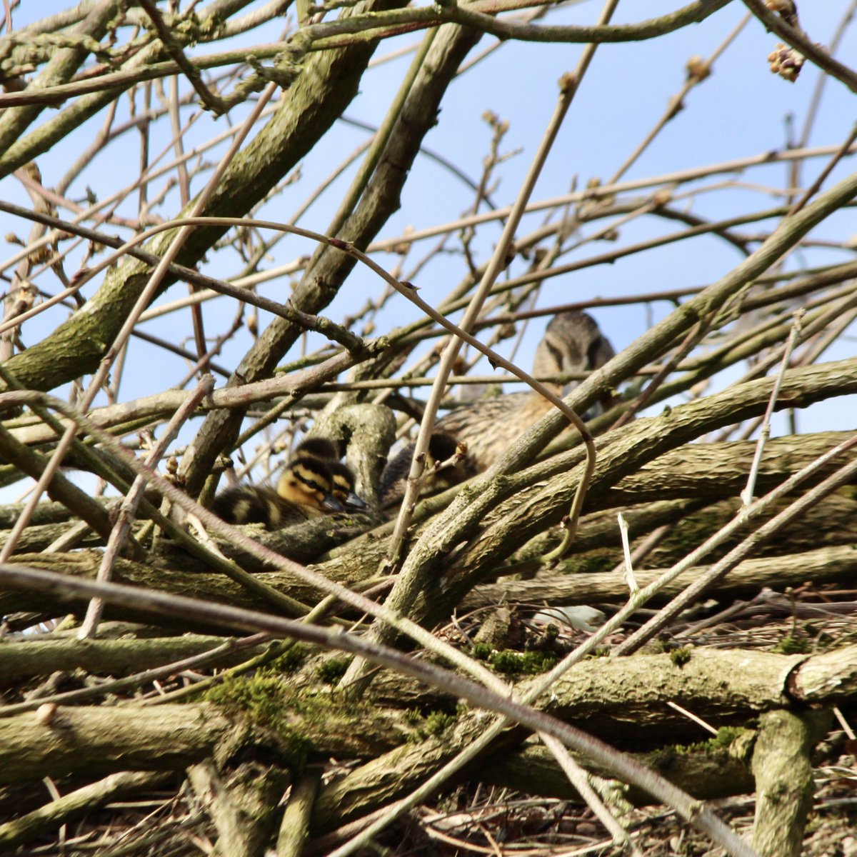 QuillProd's tweet image. Spotted on the roof of Quill HQ!🏠🔍🦆🐥🐥🐥

Mother duck has found an interesting way of keeping her babies safe from Mr Fox🦊 

We hope you have a great weekend!

#duck #ducklings #countryside #countrysideuk #gamekeeping #quillproductions