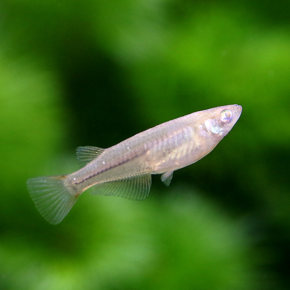 熱帯魚 淡水魚 チャーム公式 珍しいめだかをご紹介 その名も 悪魔めだか 少し変わったメダカを飼育したいという方にお勧めです T Co Okegnkhgyx T Co Jan5cqxdc1 Twitter 熱帯魚 淡水魚 チャーム公式 珍しいめだかをご紹介 その名も 悪魔めだか 少し変わったメダカを飼育したいという方にお勧めです T Co Okegnkhgyx T Co Jan5cqxdc1 Twitter
