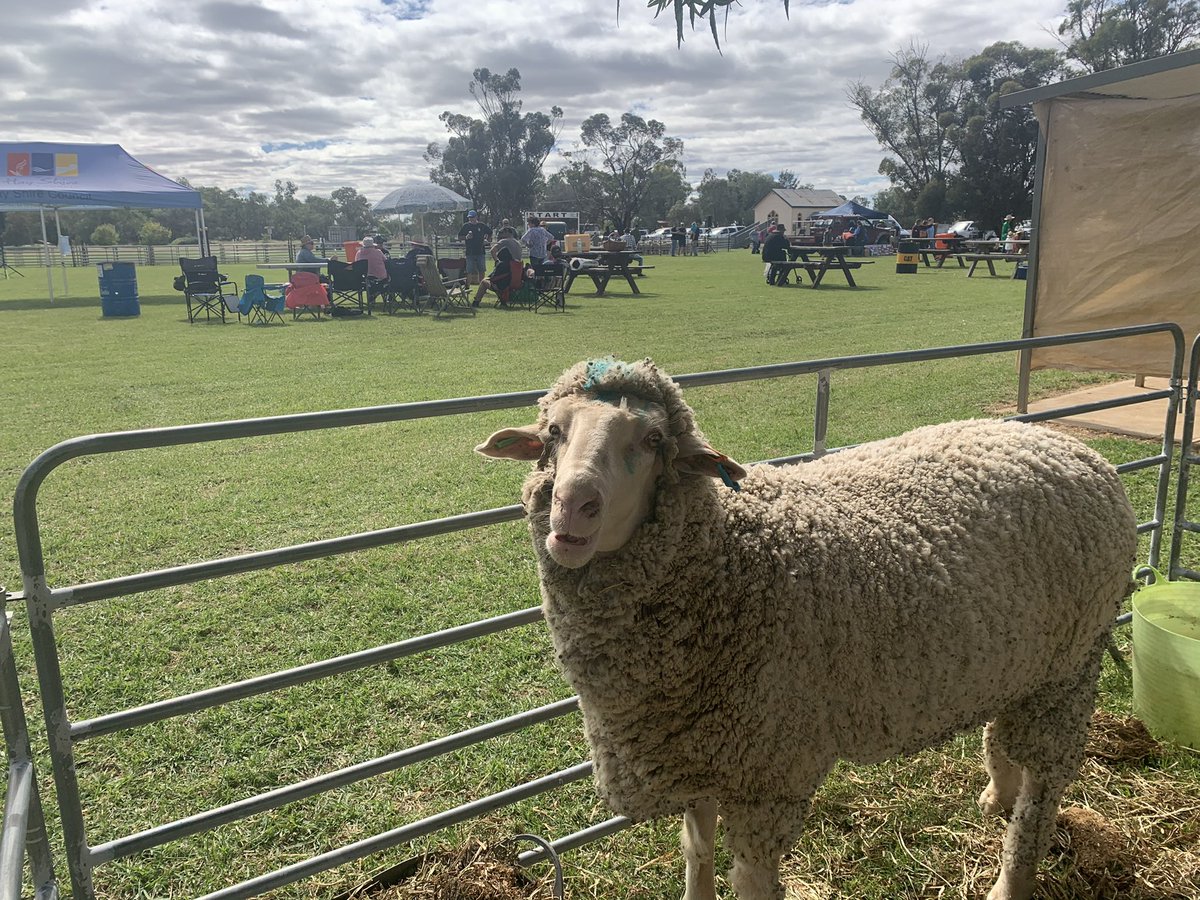 sandrairo's tweet photo. Booligal Sheep Races kicking off today. #racing #sheep #events #Booligal #visitHay https://t.co/LQVfdMkCbv