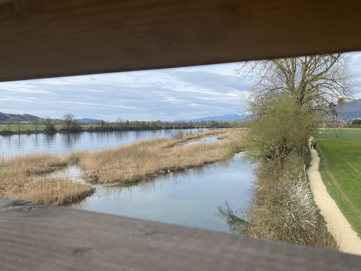 luethithomas's tweet photo. Blick vom Beobachtungsturm mit Wasserralle Krickente und Bekassinen #BirdLifeSolothurn #Jubiraso @SVS_BirdLife https://t.co/bFKLneu4Yx