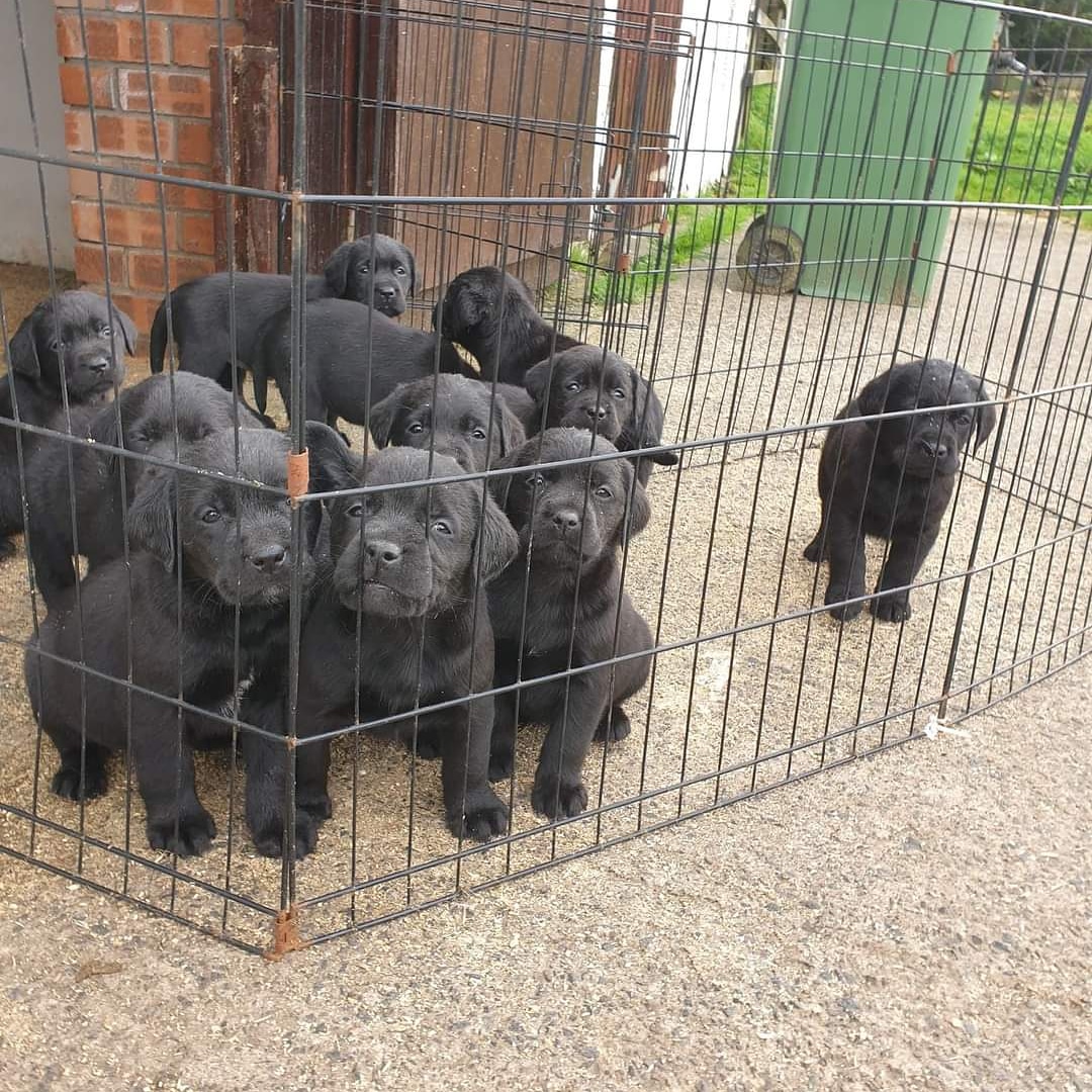PLEASE SHARE. A friends puppies have been stolen from her farm last night. Newmilns/galston

PLEASE PLEASE SHARE LABRADOR PUPPIES STOLEN. 01560321903